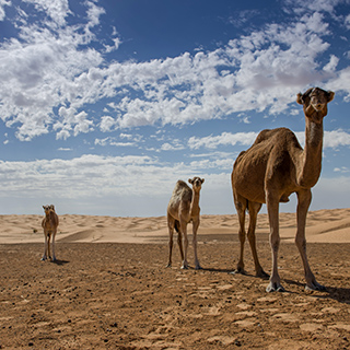 Semi-wild female and young camels